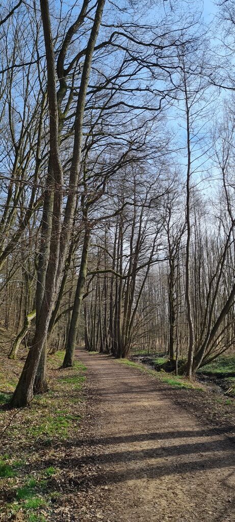 Waldweg