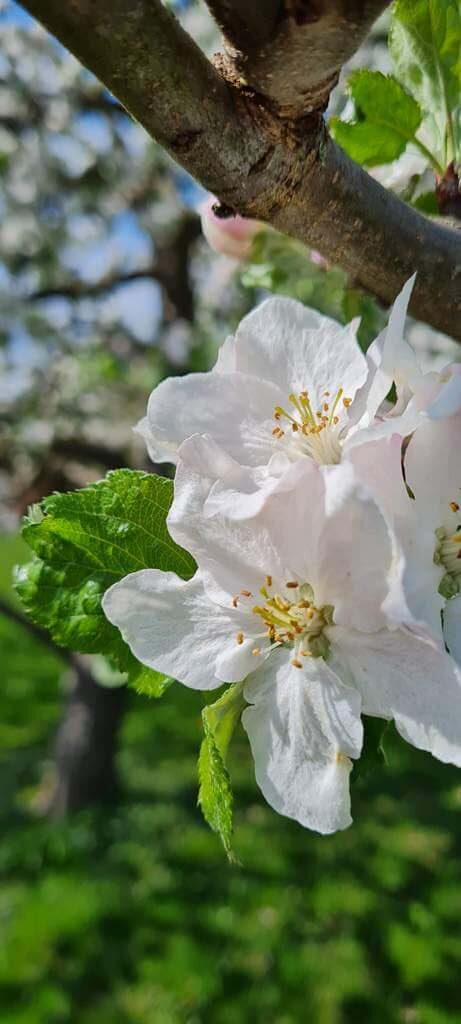 Frühjahrsblüte