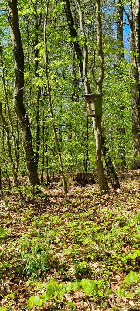 Frühling im Wald
