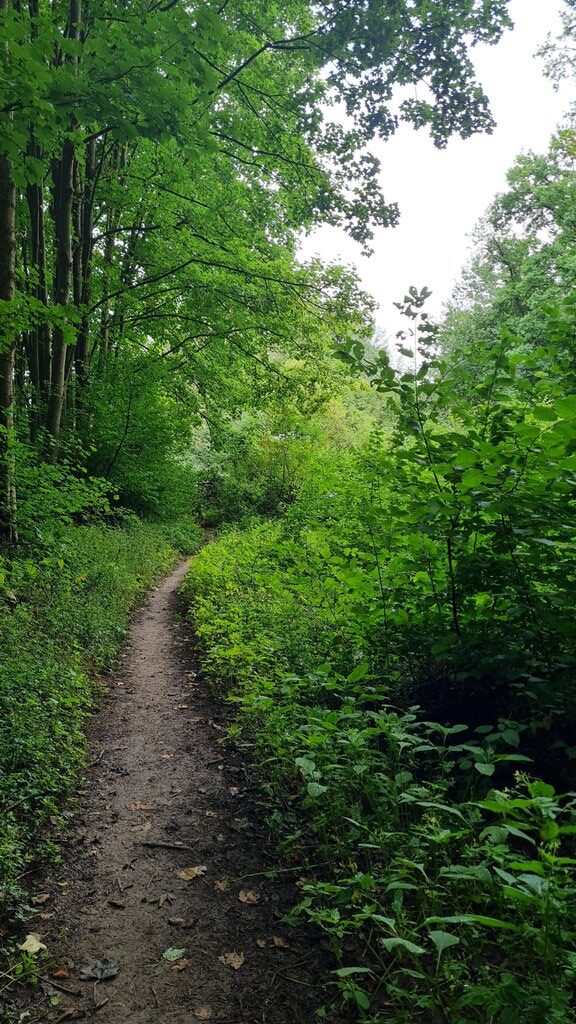 Waldweg